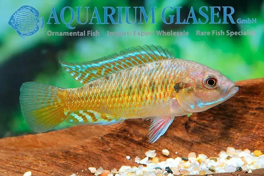 Näsets Ciklidhobby Pseudocrenilabrus Ruaha ciklid 5–7 cm