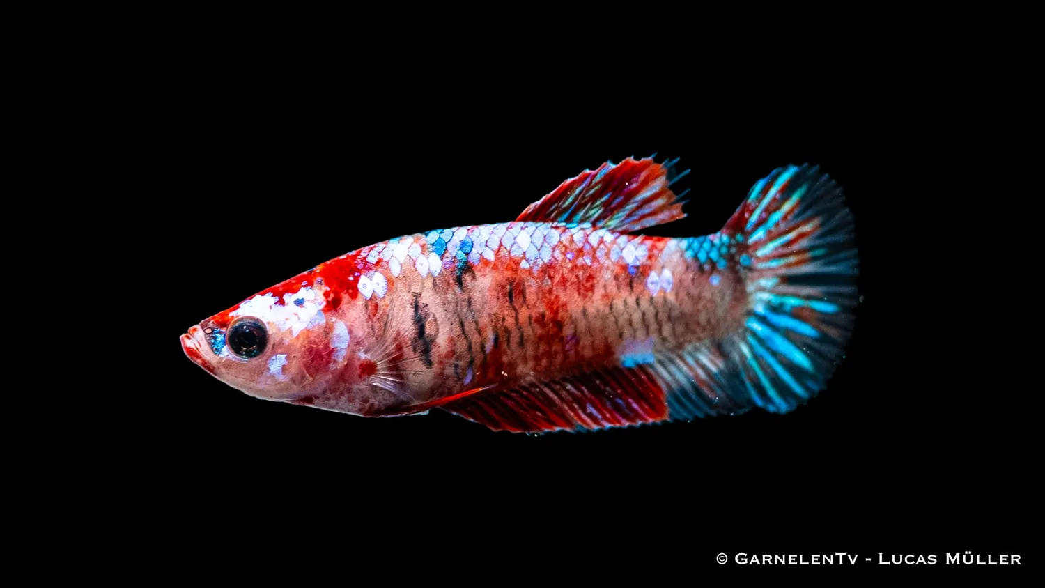 Garnelen TV kampfisk hona koi Betta splendens