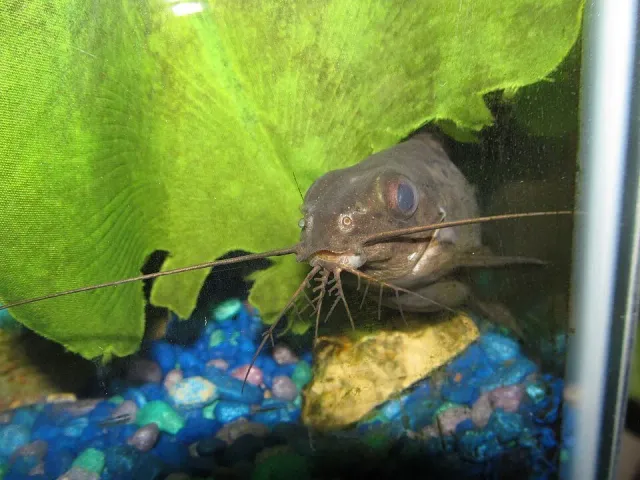 Synodontis euptera mal 4–5 cm bottenfisk