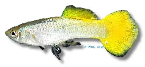 Poecilia reticulata lemon guppy hane 3-4 cm