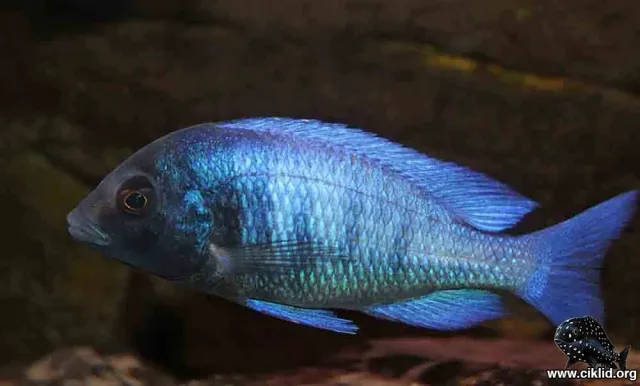Näsets Ciklidhobby Phenochilus Gissel 5-6 cm malawiciklid