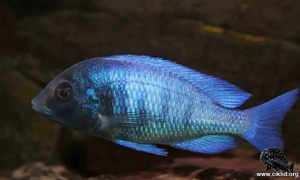 Näsets Ciklidhobby Phenochilus Gissel 5-6 cm malawiciklid