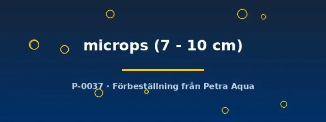 Näsets Ciklidhobby Pterosturiosoma microps mal 7-10 cm algätare
