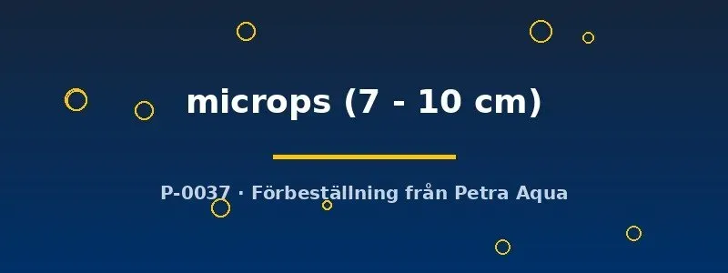 Näsets Ciklidhobby Pterosturiosoma microps mal 7-10 cm algätare