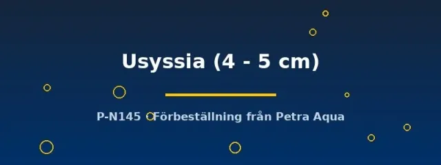 Näsets Ciklidhobby Aulonocara Usyssia ciklid 4–5 cm påfågel
