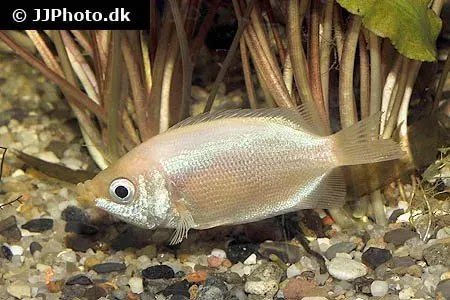 Näsets Ciklidhobby Kyssgurami Rosa akvariefisk 4–5 cm fredlig