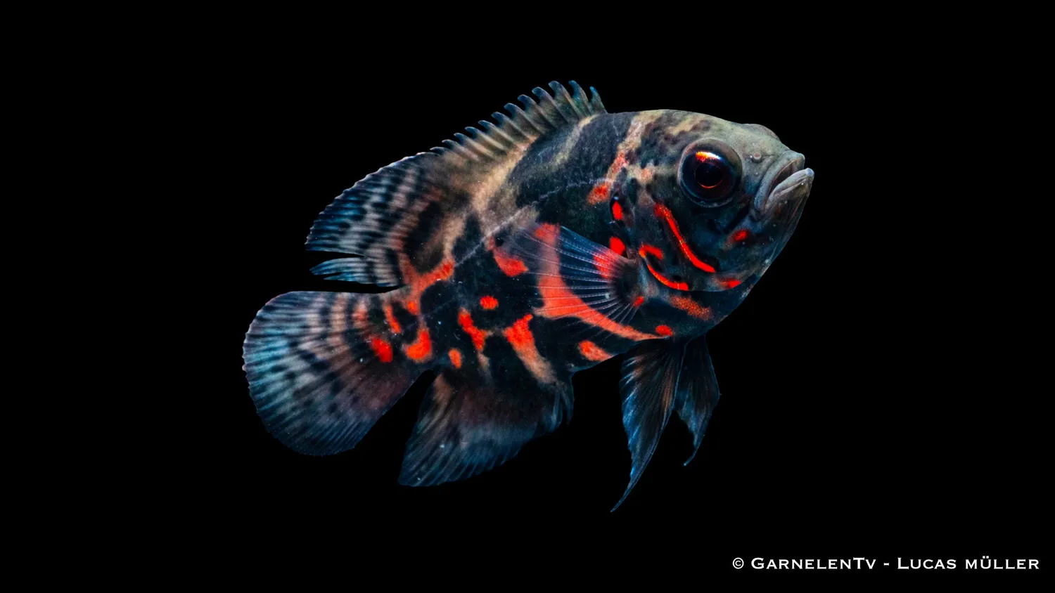 Garnelen TV Oscar Röd Tiger Astronotus ocellatus ciklid