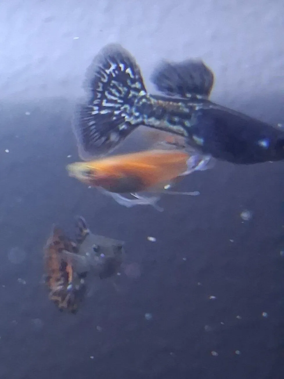 Garnelen TV Black Tuxedo guppyhona Poecilia reticulata svart
