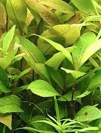 Hygrophila Cherry Leaf akvarieväxt i kruka - röd stjälkväxt