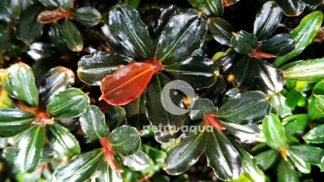 Näsets Ciklidhobby Bucephalandra kir adonis växt Easy8