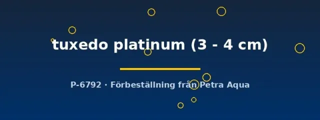 Näsets Poecilia tuxedo platinum guppyhane 3–4 cm