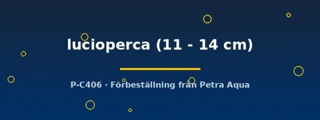 Näsets Sander lucioperca gös rovfisk 11–14 cm
