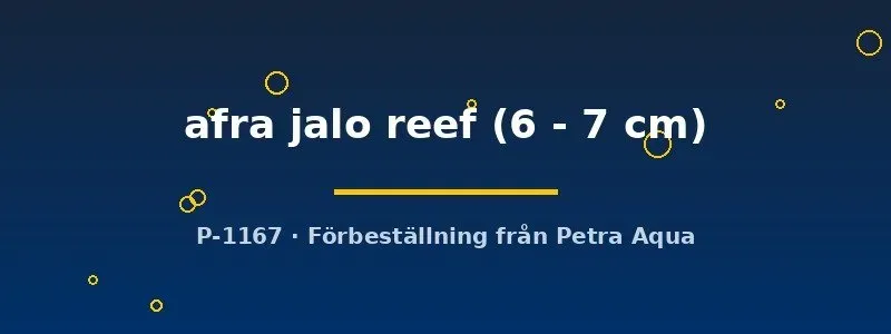 Cynotilapia afra jalo reef malawiciklid 6-7 cm blå