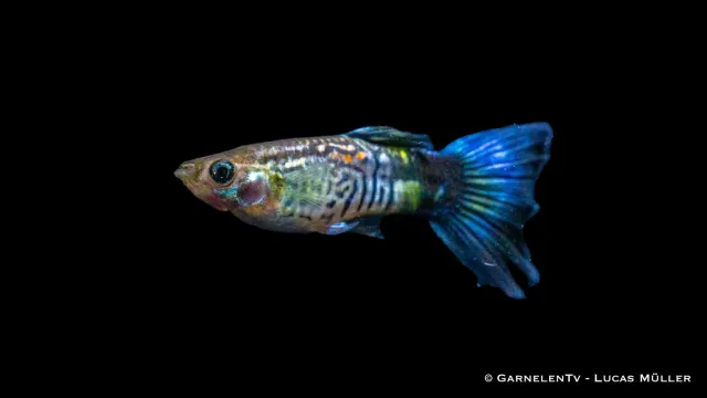 Garnelen TV Guppy Cobra Blue hane Poecilia 3-4 cm