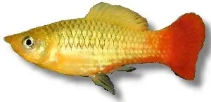 Näsets Ciklidhobby Xiphophorus variatus Sunset platy XL tålig