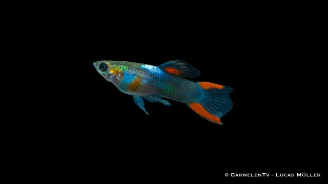 Garnelen TV Endler Black Flame Poecilia wingei hane 2-2,5 cm
