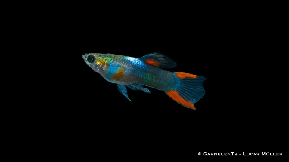 Garnelen TV Endler Black Flame Poecilia wingei hane 2-2,5 cm