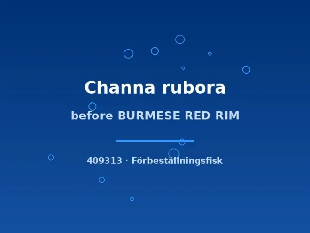 Näsets Ciklidhobby Burmese Red Rim Channa rubora ormfisk 10–12 cm