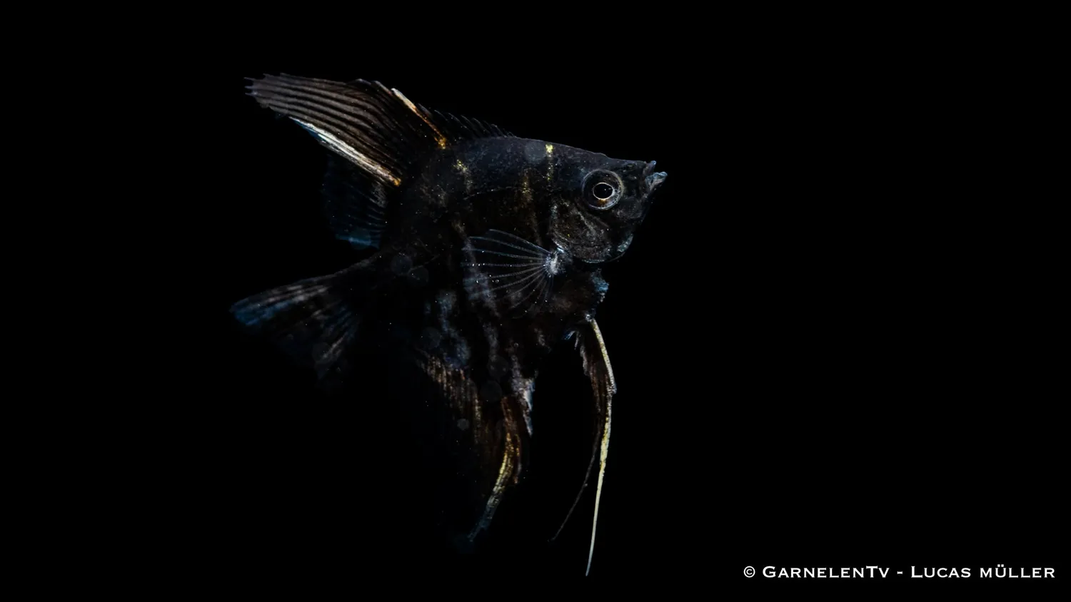 Garnelen TV marmor skalar Pterophyllum scalare ciklid
