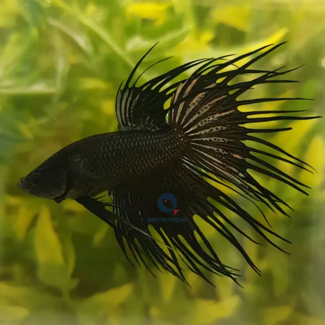 Näsets Ciklidhobby Betta crowntail black kampfisk hane L