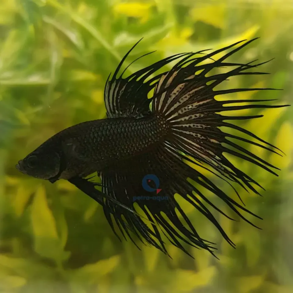 Näsets Ciklidhobby Betta crowntail black kampfisk hane L
