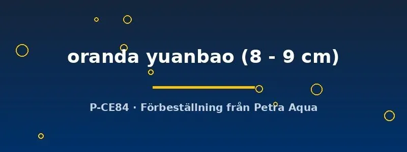 Näsets Ciklidhobby Oranda Yuanbao guldfisk 8–9 cm röd