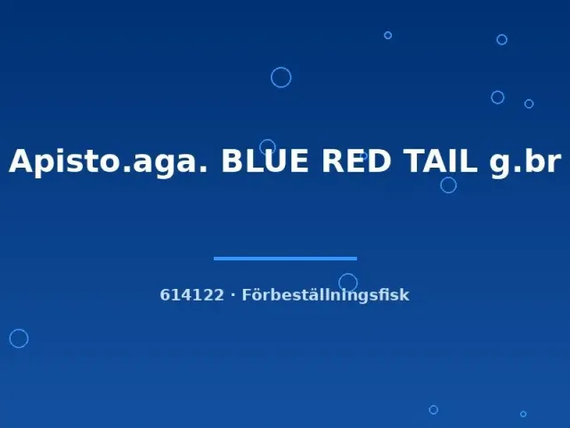 Näsets Ciklidhobby Apistogramma Blue Red Tail ciklid md-lg
