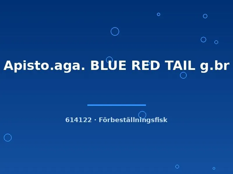 Näsets Ciklidhobby Apistogramma Blue Red Tail ciklid md-lg