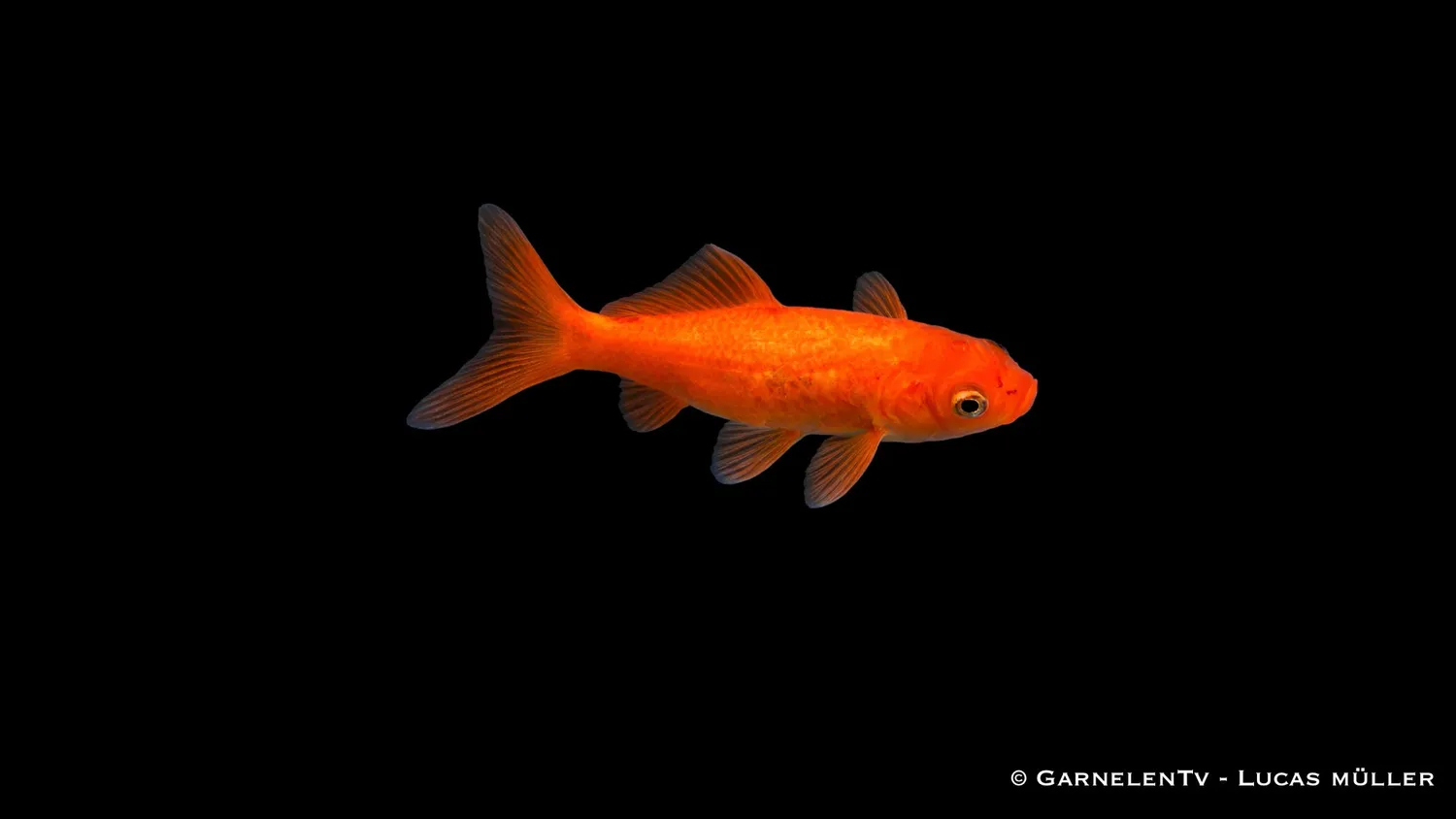 Garnelen TV Goldfisch Carassius auratus guldfisk 15-18cm damm