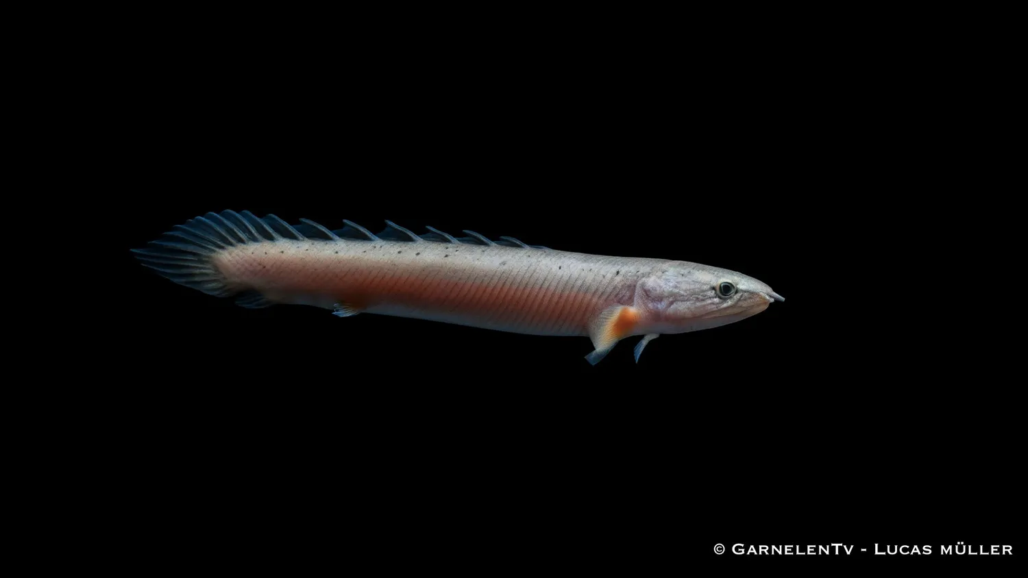 Garnelen TV Polypterus senegalus akvariefisk 30-40 cm rovfisk