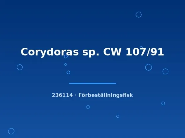Näsets Ciklidhobby Corydoras CW 107/91 mal lg sällsynt