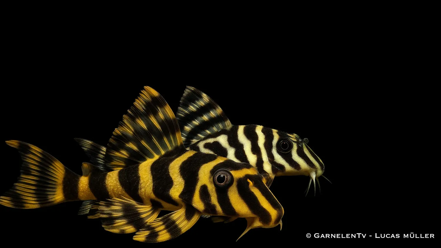 Garnelen TV L134 Peckoltia compta sugmal guldtiger