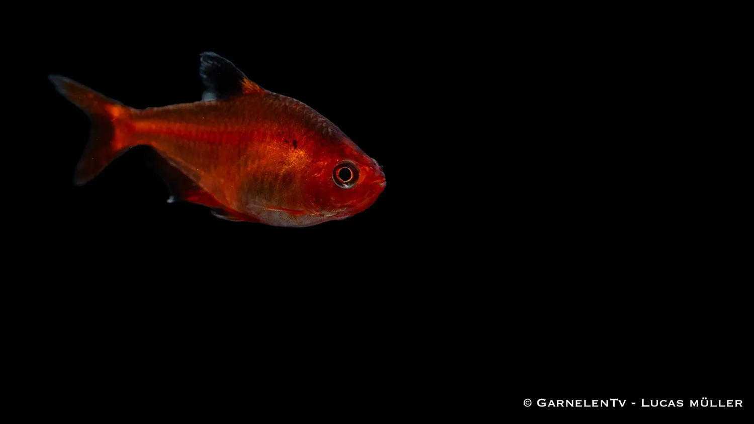 Garnelen TV blodsalmler extra röd stimfisk Hyphessobrycon
