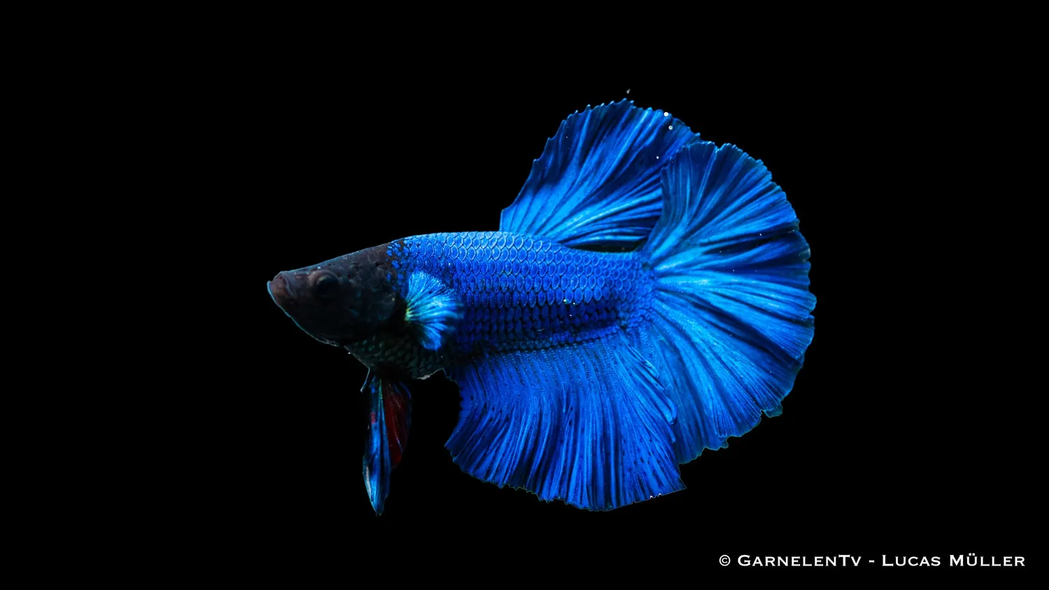 Garnelen TV Halfmoon kampfisk hane Betta splendens