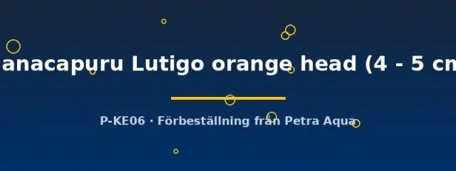 Näsets Ciklidhobby Manacapuru Lutigo skalar 4–5 cm orange head