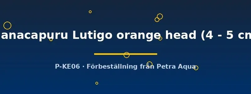 Näsets Ciklidhobby Manacapuru Lutigo skalar 4–5 cm orange head