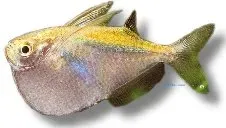 Näsets Ciklidhobby Spotfin yxtetra 3–4 cm