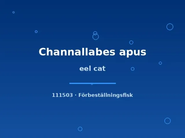 Channallabes apus ålmal 20–25 cm akvariefisk