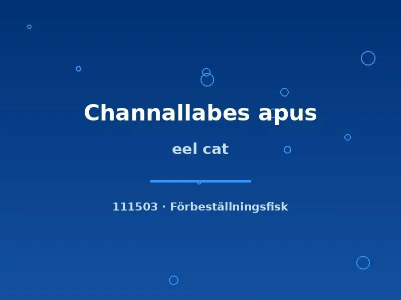 Channallabes apus ålmal 20–25 cm akvariefisk