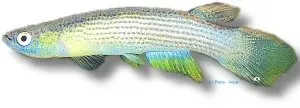 Näsets Ciklidhobby Golden-Tailed Rivulus killifisk 3–4 cm