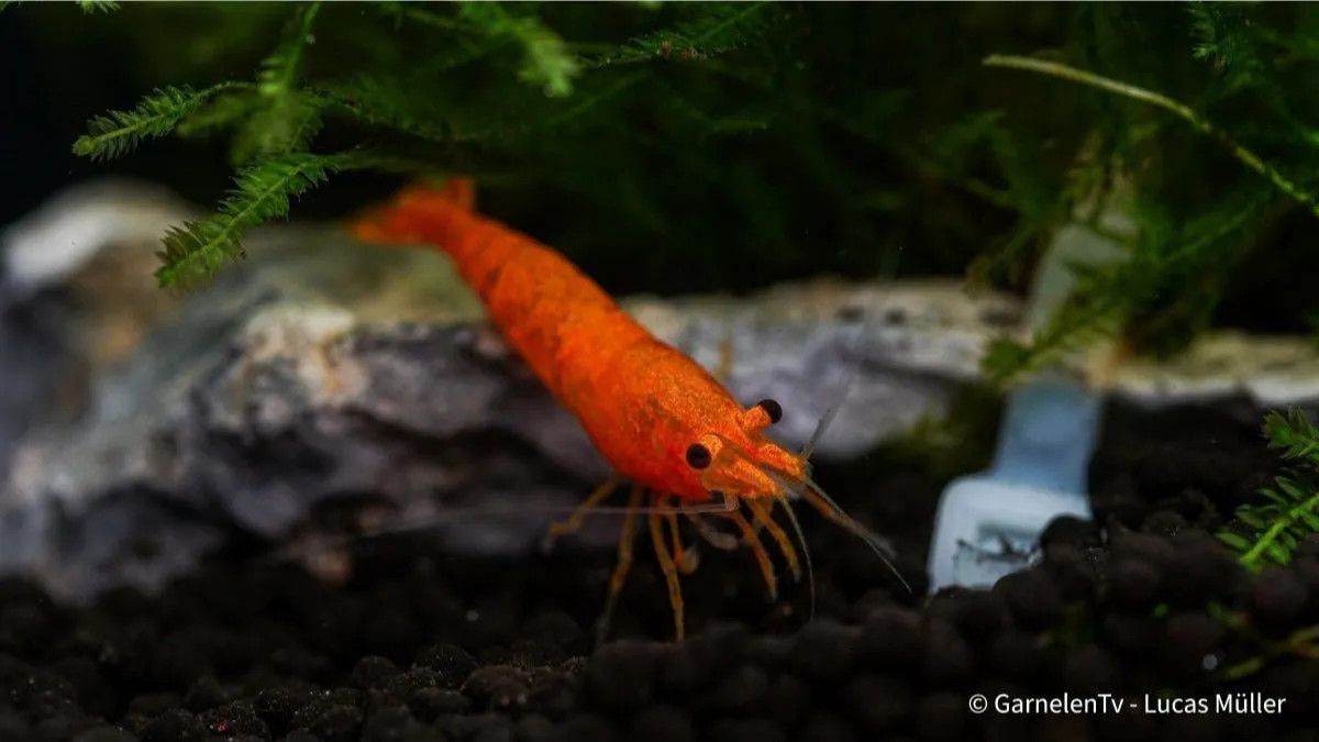 Garnelen TV Orange Fire Sakura räka Neocaridina davidi orange