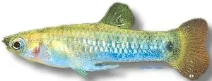 Näsets Ciklidhobby Blue limia akvariefisk 3–4 cm levandefödare