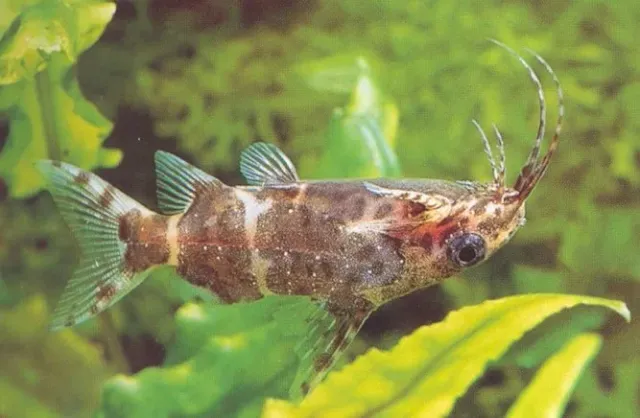 Synodontis nigriventris ryggsimmande mal 3–4 cm grupp