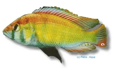 Nu00e4sets Ciklidhobby Haplochromis obliquidens ciklid +9 cm