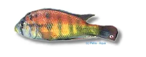 Näsets Ciklidhobby Haplochromis cribensis ciklid 3–4 cm