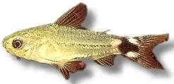 Näsets Ciklidhobby Corydoras hastatus pansarmal 1,5–2 cm stim