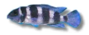 Näsets Ciklidhobby Five Bar Lamprologus tretocephalus ciklid 4-5 cm
