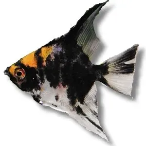 Pterophyllum scalare yellowhead skalär XXL 7,5 cm
