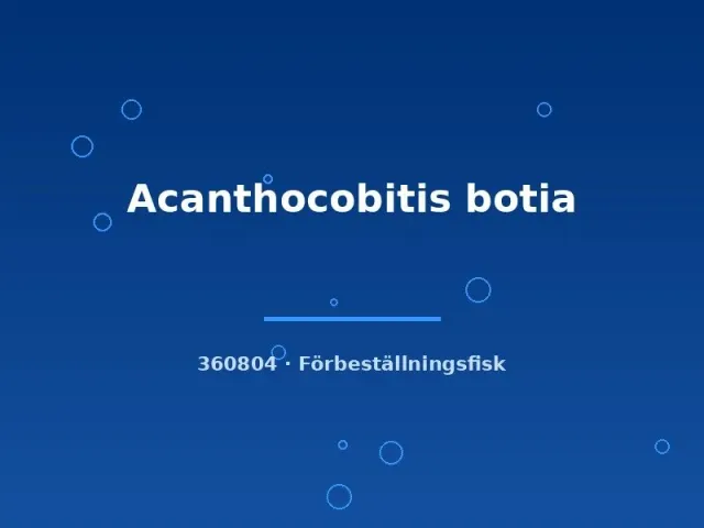 Näsets Ciklidhobby Acanthocobitis botia bottenfisk 4–6 cm