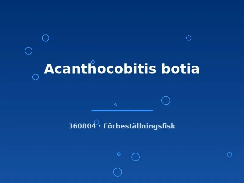Näsets Ciklidhobby Acanthocobitis botia bottenfisk 4–6 cm
